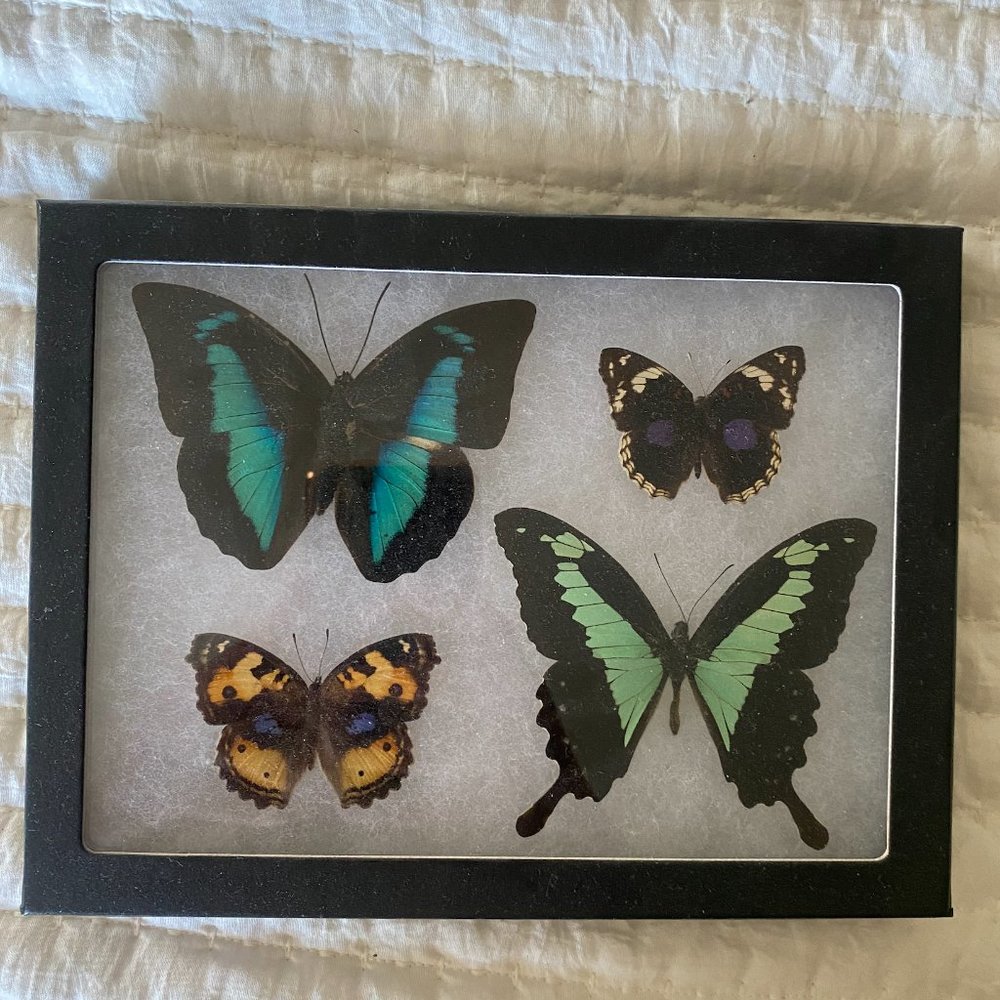 Real butterflies/riker mount/glass frame